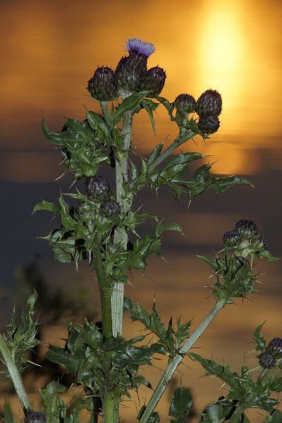 AL01.JPG - Het tegenlicht van de znsondergang in combinatie met de invulflits geeft deze foto een totaal ander effect.