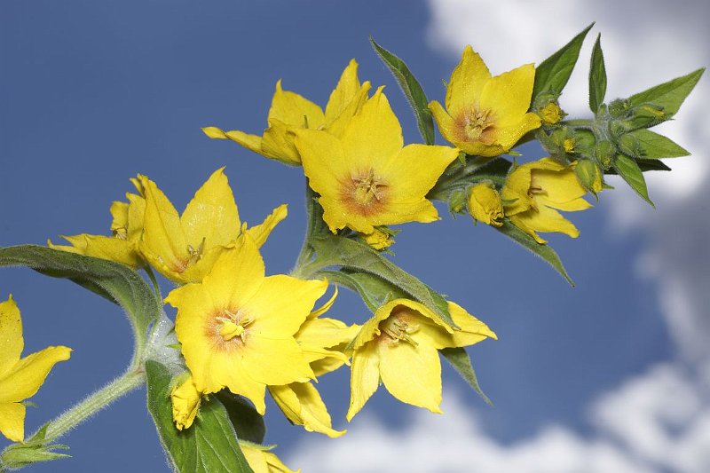 AL02.JPG - Ook bij deze foto comt de invulflits goed tot zijn recht. Alleen had de bloemstengel precies evenwijdig met de camera moeten lopen dan hadden alle bloemen goed belicht geweest. Nu zijn de bloemen die iets dichterbij de camera zitten net iets te licht.