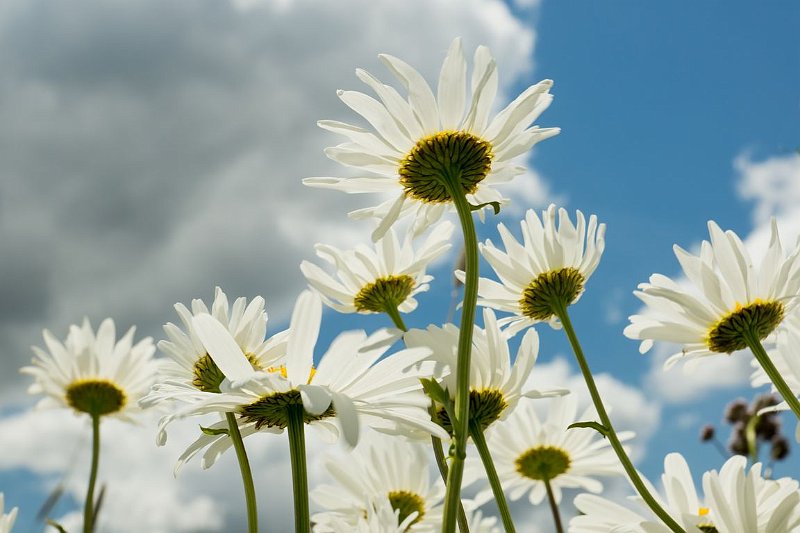 AL03.JPG - Hier is zonder flits ook een hele mooie tegenlicht opname gemaakt. Ik verwacht dat hier gebruik is gemaakt van een reflectieschermpje om de onderkant van de bloemen wat helderder te maken.