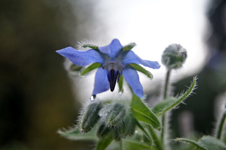 AM03.jpg - Bij deze belichting springt het blauwe bloemetje van de Bernagie of Komkommerkruid en de beharing van de plant er echt uit.