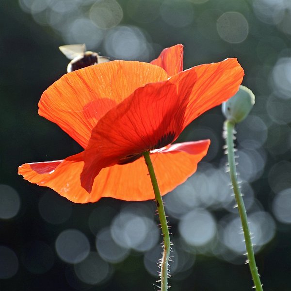 AN01.jpg - Het tegenlicht effect op de bloem is mooi, maar de onscherpe lichtvlekken in de achtergrond geven deze Klaproos net wat extra's.