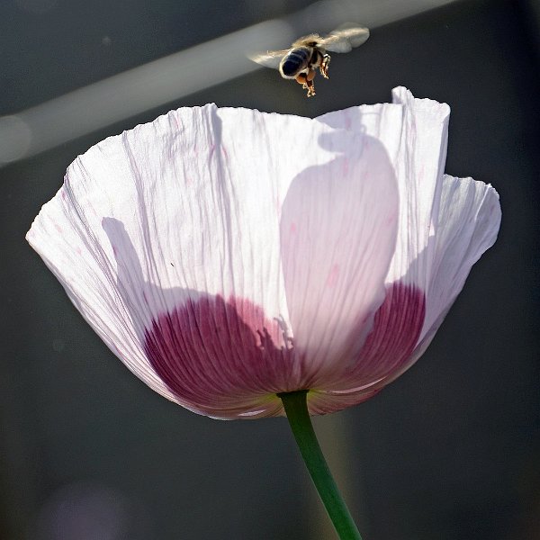 AN03.jpg - Een hele mooie tegenlicht opname. Heel mooi ook met die Bij er net boven. Alleen jammer van dat onscherpe lichte sprietje boven in, maar dat is niet even snel uit beeld te halen.