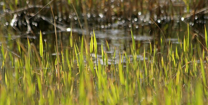 AP01.JPG - Dit riet met het water met zijn schittering er achter geeft een speciaal tegenlicht effect.