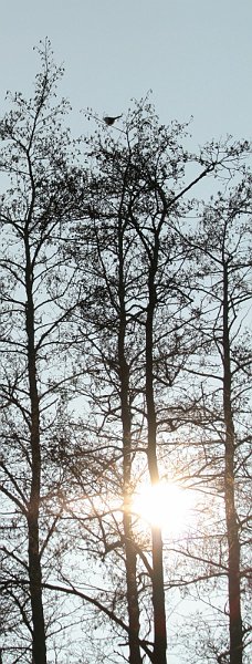 AP02.jpg - Apart deze hele smalle uitsnede van dat groepje bomen met tegenlicht.