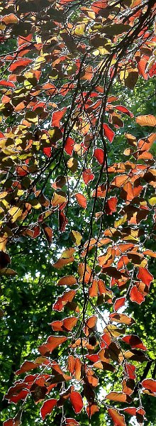 AP03.jpg - Deze blaadjes van en Rode Beuk met het tegenlichteffect en de groene balderen van de andere bomen er achter  geven een mooi effect. De smalle uitsnede benadrukt ook nog eens de lengte van de takken.