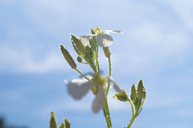 AQ01.JPG - Alleen door het sterke tegenlicht valt het op dat de Pinksterbloem nog behoorlijk harig is.