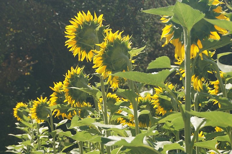 AR01.JPG - Door de donkere achtergrond en het tegenlicht komen de helder gele bloemblaadjes van de Zonnebloem er extra goed uit.