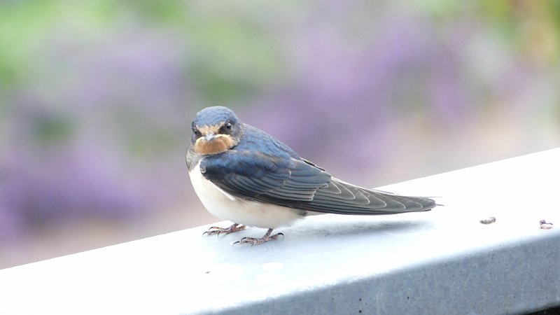 AC03.jpg - Deze had wat belichting betreft iets donkerder gemogen. Doordat je camera hier op spotmeting stond is er gemeten om het donkerste deel van de Boerenzwaluw. Door de camera op meting met nadruk op het centrum te zetten had dit waarschijnlijk kunnen worden voorkomen. Maar handiger zou hier de belichting met de +/- instelling 1 of 2 stapjes naar de min ook een goede (en vooral snellere) oplossing zijn geweest.