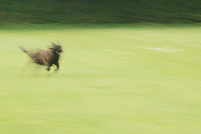 AE02.JPG - Een hele mooie opname van snelheid, maar hij zou nog sterker zijn geweest als er iets van de hond (kop bijvoorbeeld) scherp zou zijn geweest.