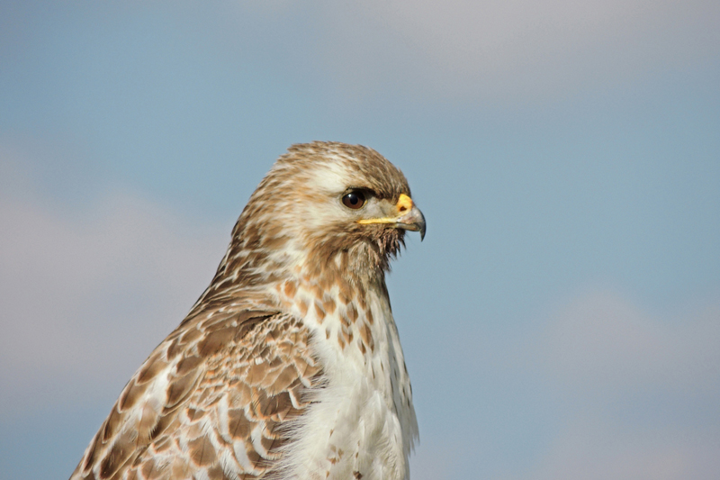 AC01.jpg - Het spiedend oog van deze Buizerd ontgaat niets. Mooi belichte opname.          