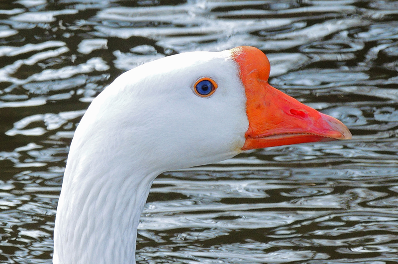 AC03.jpg - Heel mooi belicht en ook een mooi contrast dat blauw met oranje. Hij had van mij alleen nog wel verder mogen worden ingezoomd of uitgesneden. De rimpeling in het water is wel heel erg aanwezig.