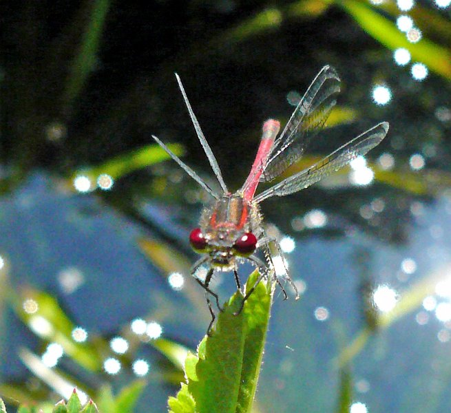 AE02.jpg - Knal rood de ogen van deze waterjuffer. De scherpte ligt jammer genoeg net achter de kop. De belichting is heel mooi.