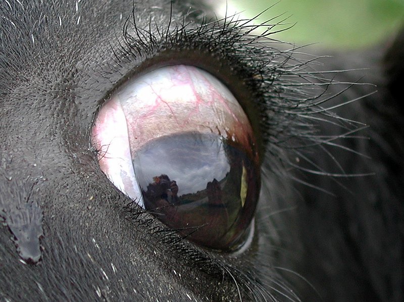 AF02.jpg - Een mooi belicht oog waar ook nog eens een prachtige weerspiegeling van het landschap in te zien is. (En ook de fotograaf!)