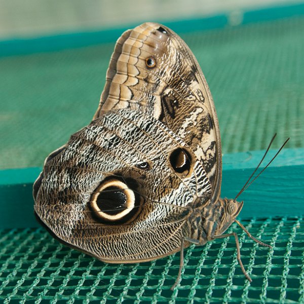 AG03.jpg - Ogen genoeg op deze foto. Goed scherp en ook een goede belichting. Jammer alleen van de wat onnatuurlijke omgeving. Maar je kan moeilijk vragen of de vlinder even op een struik wil gaan zitten.