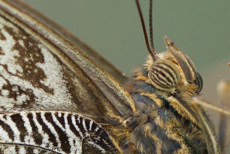 AH03.jpg - Ook dit gestreepte facetoog van de vlinder ziet er mooi uit. Ook mooi belicht deze opname.