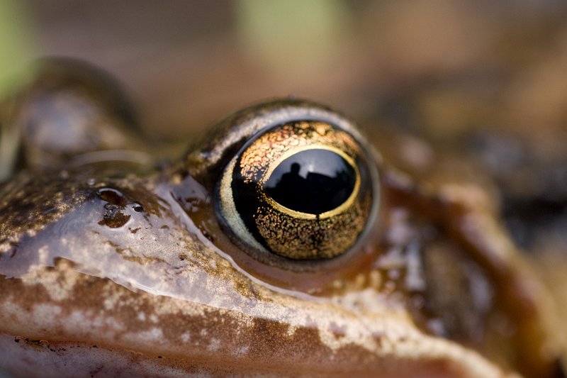 AJ01.jpg - Hoe dichtbij wil je het oog van een kikker op de foto hebben? Geweldig dit "portret".