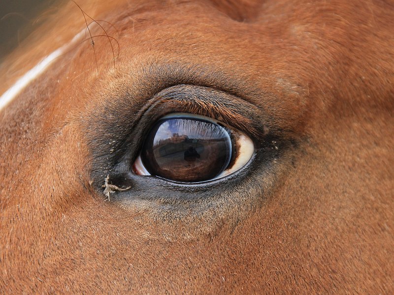 AK03.jpg - Ook dit oog is haar scherp. En ook goed belicht.