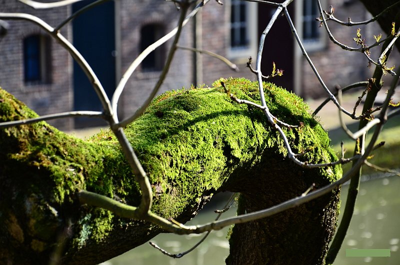 AD03.JPG - Mooi belicht. Maar door de vele takken op de voorgrond en nog veel detail in de onscherpe achtergrond vind ik de foto wat te druk worden, en wordt de aandacht wat van het thema schors afgeleid.