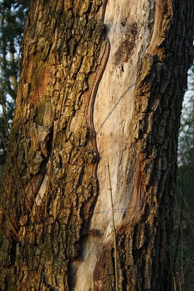 AE01.JPG - Je bent snel geneigd om dit soort foto's recht te gaan zetten. Maar het is de boom die scheef groeit. Goede scherpte en belichting.