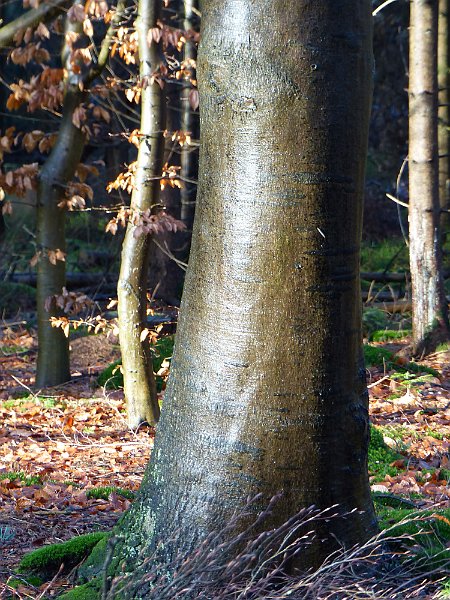 AF01.JPG - Doordat de boom nat is heeft dat schors van deze boom iets bijzonders. Goed belicht.