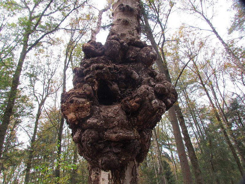 AG03.jpg - Zo'n vergroeide boom geeft een hele ruige schors structuur. Persoonlijk zou ik deze foto staand hebben gemaakt waardoor er wat minder lichte omgeving in beeld zou zijn geweest.