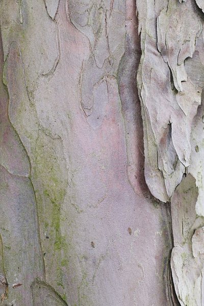 AH02.jpg - Ook hier weer door het detail een bijzondere structuur.