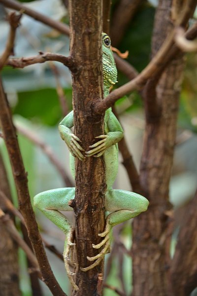 AJ01.JPG - Dit schors heeft wel een paar heel bijzondere uitsteeksels. (Foto overigens gemaakt tijdens de praktijkdag betere foto's maken in de dierentuin.) De scherpte is net aan, door de lage lichtomstandigheden. 1/15de seconde is ook erg krap om uit de hand te fotograferen. De camera in zo'n geval op 800 ISO zetten geeft een iets kortere sluitertijd waardoor de kans op meer scherpte wat groter wordt.