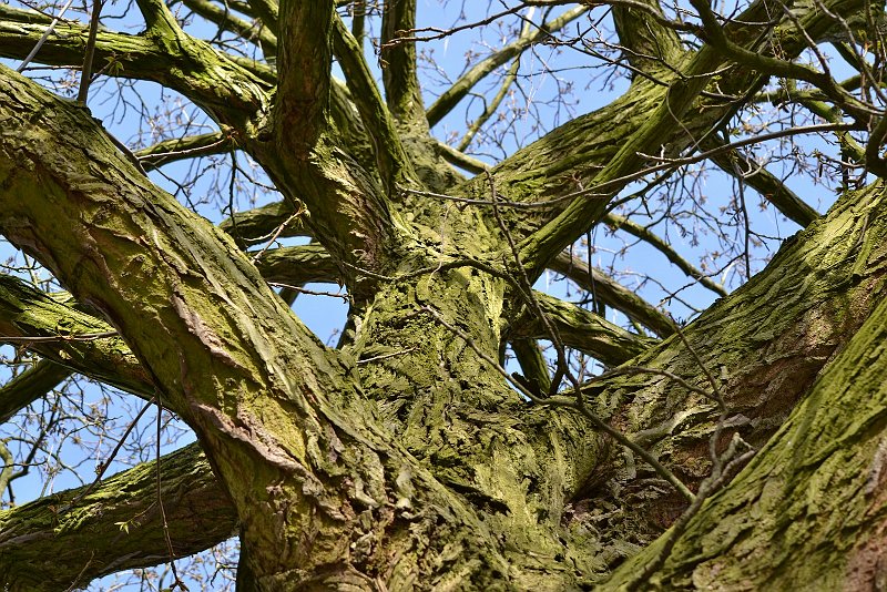 AJ02.JPG - De structuur van het schors is mooi. Maar voor de foto staat er iets te veel in beeld. Door meer in te zoomen zou het een wat rustiger beeld kunnen zijn denk ik.