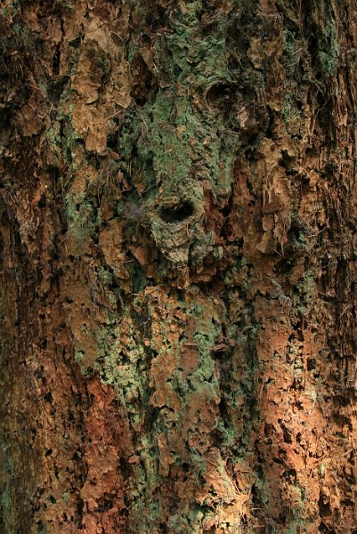 AK03.jpg - Mooi detail van alleen maar schors.
