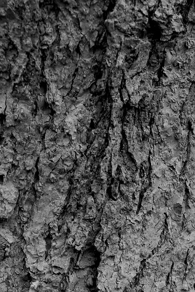 AU01.jpg - Structuur blijft heel belangrijk bij boomschors. En dat gaat minstens zo goed in zwart-wit.