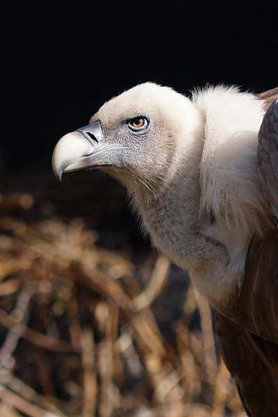 AL01.jpg - Een heel mooie belichting en een goede scherpte. Ik zou denk ik qua compositie er voor hebben gekozen voor een liggende uitsnede zodat er wat meer ruimte aan de voorzijde van de vogel zou zijn geweest.