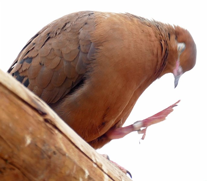 AG02.JPG - Klaar? Krabben maar. Om te voorkomen dat je in je eigen ogen krabt doe je die maar voor de zekerheid dicht. Hij is niet helemaal bevroren, Want in deze binnen situatie (Burgers Zoo) is het licht niet fel genoeg om hele korte sluitertijden te bereiken. Alleen al daardoor valt het nog mee wat de beweging betreft.