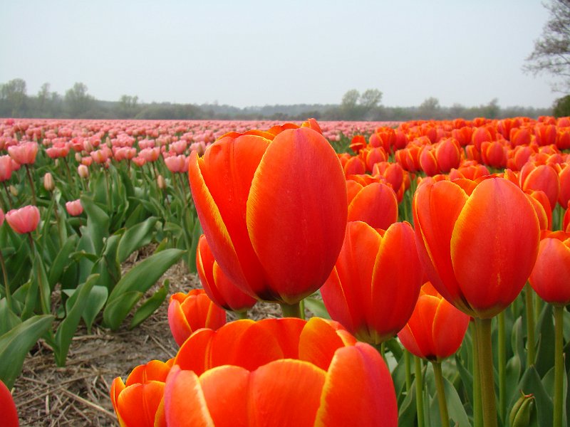 AD01.jpg - Dit knalt er duidelijk uit. Heel mooi camerastandpunt.