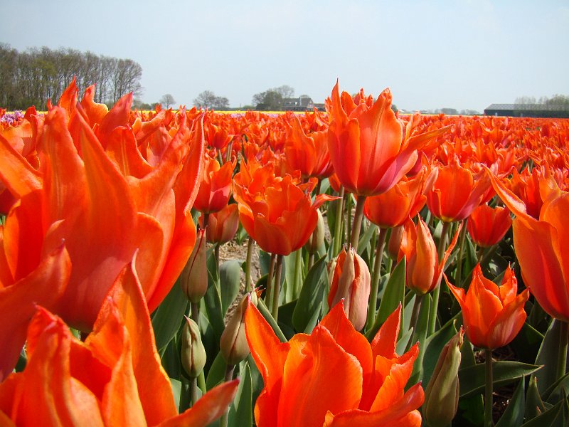 AD02.jpg - In vergelijking met de vorige foto heeft deze een veel "rommeliger" beeld.