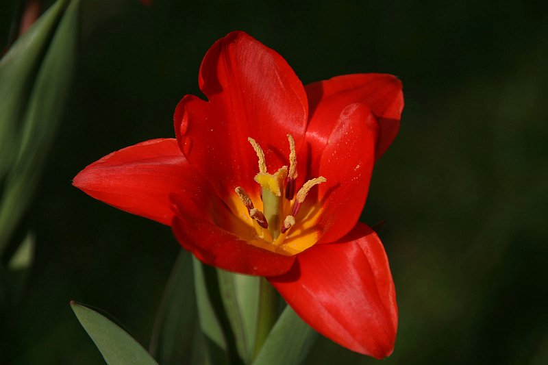 AE02.jpg - Door de donkere achtergrond komt deze rode tulp er extra duidelijk uit. Prachtige diepe kleuren door een hele mooie belichting.