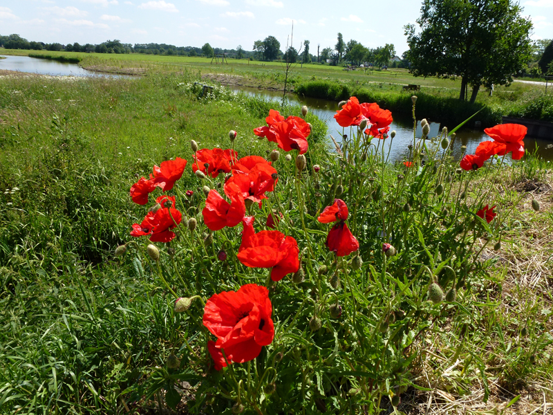 AL01.jpg - Rode Klaprozen doen het ook altijd erg goed. Hier in contrast met het vele groen springen ze er extra goed uit.