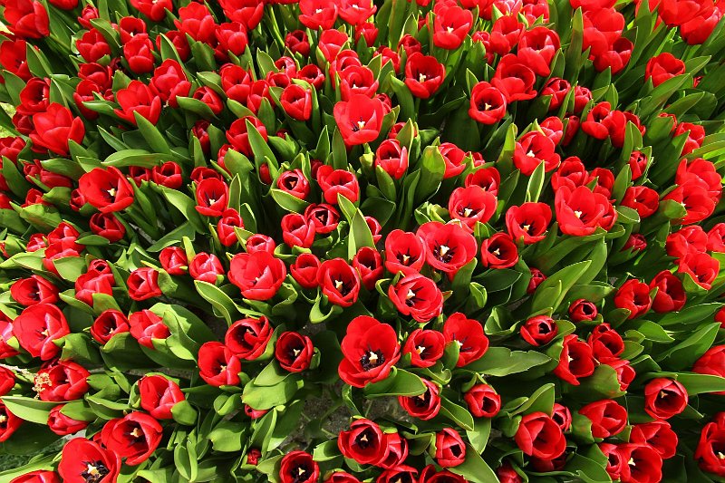 AN01.JPG - Deze massa rode Tulpen gefotografeerd van boven af geeft een wat afwijkend beeld. Maar beslist heel apart.