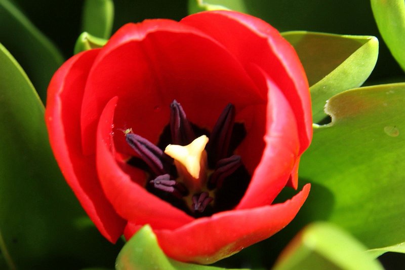 AN02.jpg - Jammer dat deze net niet helemaal scherp is. De scherpte zit op het lager zittende groene blad rechts boven de bloem.