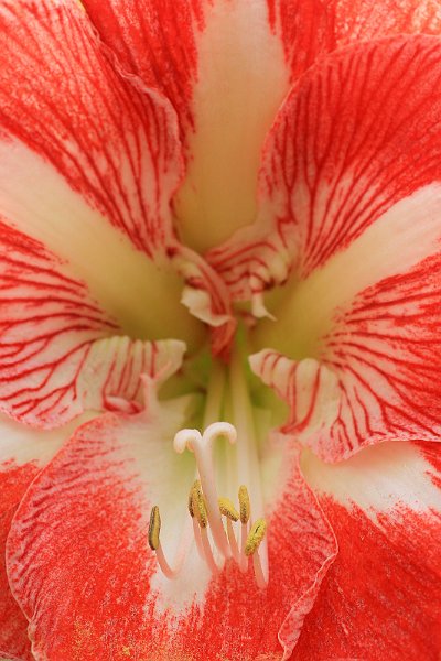 AO03.jpg - Deze closeup van de bloem van een Amarillis heeft de scherpte op de stamper en meeldraden liggen. Omdat dat het onderwerp is zou ik het iets hoger in beeld hebben gezet.