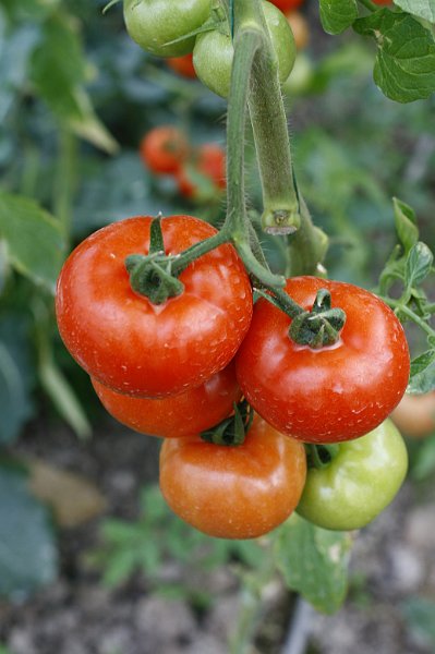 AQ02.JPG - Goed belicht deze Tomaten. Alleen had de witbalans iets warmer gemogen. De grond aan de onderkant van het beeld is een tikkeltje te paars. Waarschijnlijk had een instelling op bewolkt net iets mooier geweest.