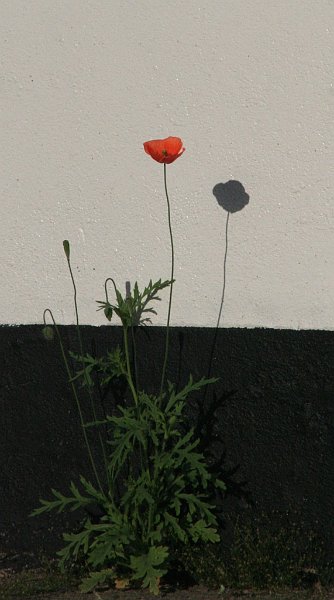 AR02.jpg - Bij deze foto doet juist de schaduw van de bloem op de muur weer iets extra's.