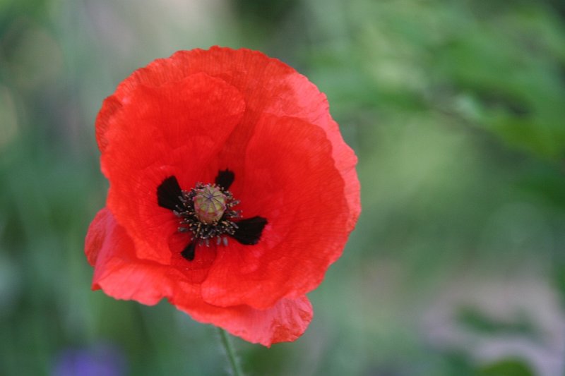 AR03.jpg - Ook hier weer een mooie closeup van een Klaproos. Met ook weer een mooie onscherpe achtergrond waardoor de bloem er extra goed uitspringt.