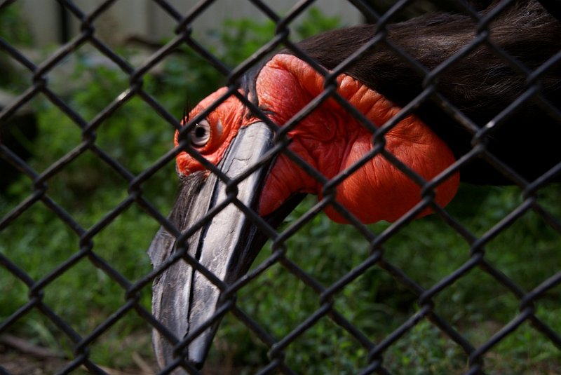 AS01.jpg - Rood is het. Alleen jammer dat de vogel net niet goed scherp is. Er zit net iets bewegingsonscherpte in. Als je de ISO waarde op 200 had gezet was de sluitertijd waarschijnlijk net voldoende korter geworden om geen bewegingsonscherpte te krijgen.