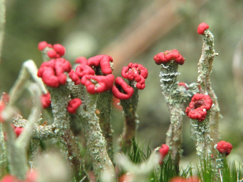 AT01.jpg - De rode sporen op het uiteinde van de Heidelucifer (een korstmos) springen er echt uit.