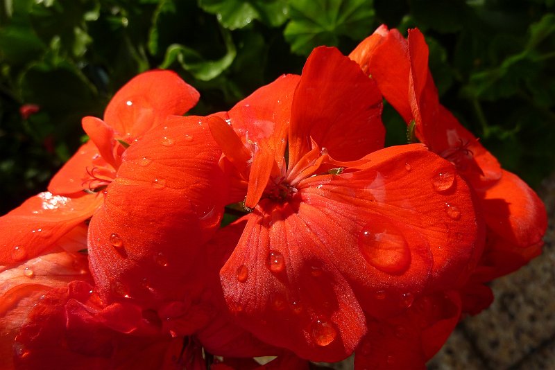 AU02.jpg - Prachtig belicht deze rode bloemen. De druppels er op geven ook net nog iets extra's.