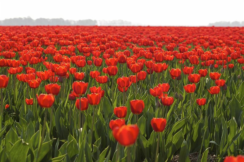 AV01.jpg - Rood tot zover het oog rijkt.