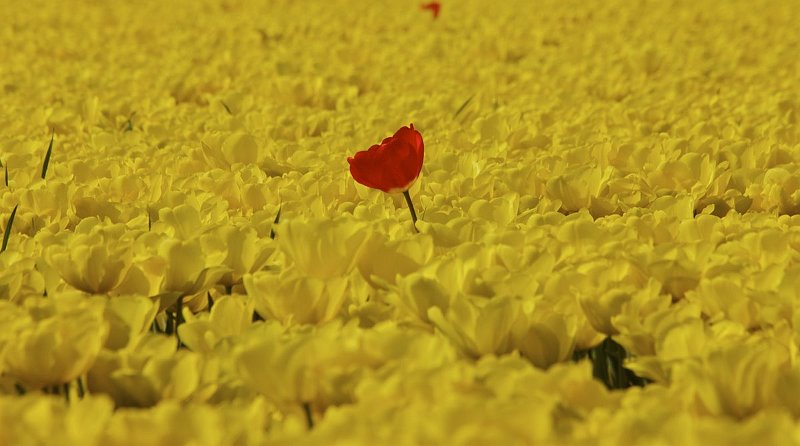 AV02.jpg - Geweldig die ene rode Tulp tussen al die gele. Ik zou alleen iets aan de beelduitsnede hebben gedaan om die onscherpe rode tulp net aan de bovenrand weg te laten vallen.