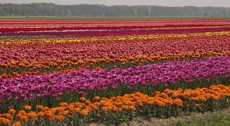 AV03.jpg - Veel kleuren maar zeker ook rood.