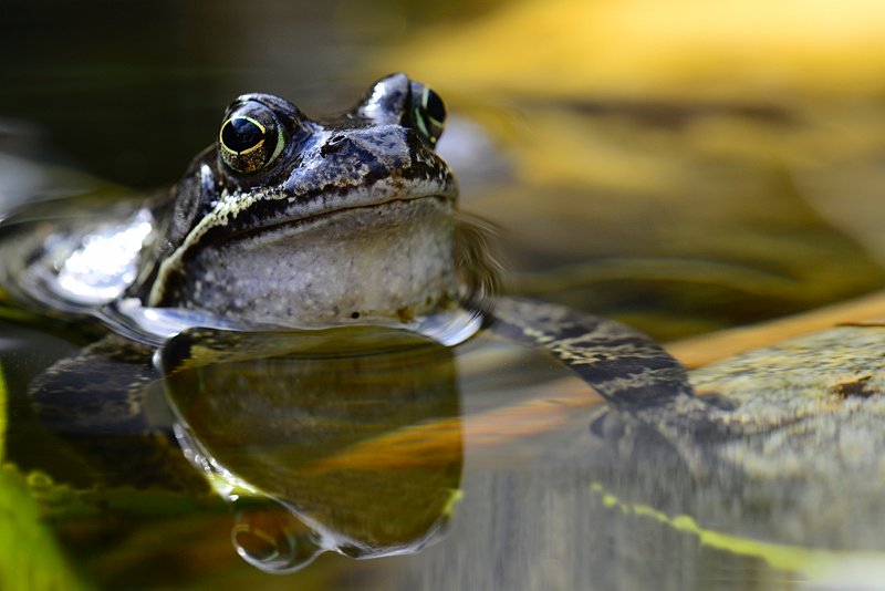 AA01.jpg - Mooi wat betrfet scherpte, compositie en belichting.