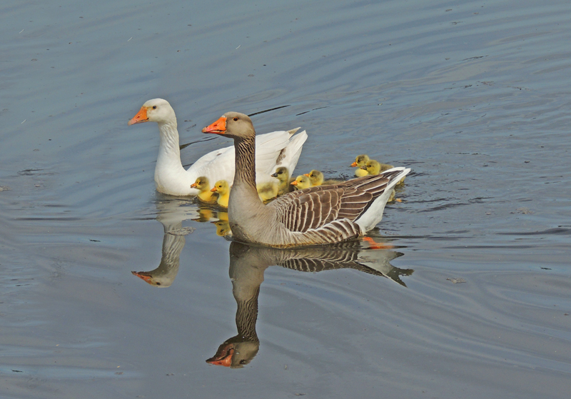 AH02.jpg - Mooi belicht en een heel leuke foto van dit gemengde huwelijk.